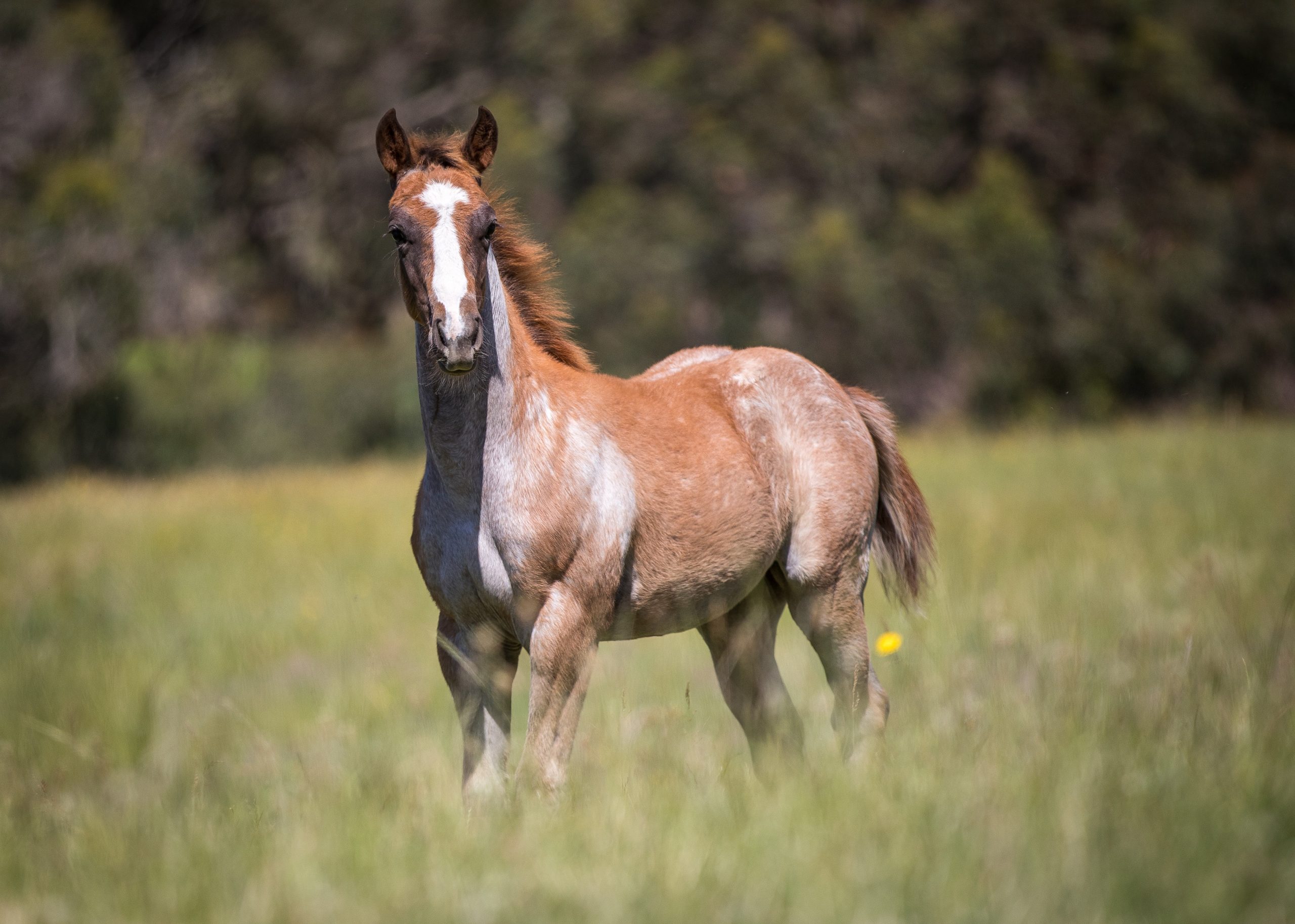 Winderadeen Short n Sweet Foal 2020 - Yulgilbar Quarter Horse Stud